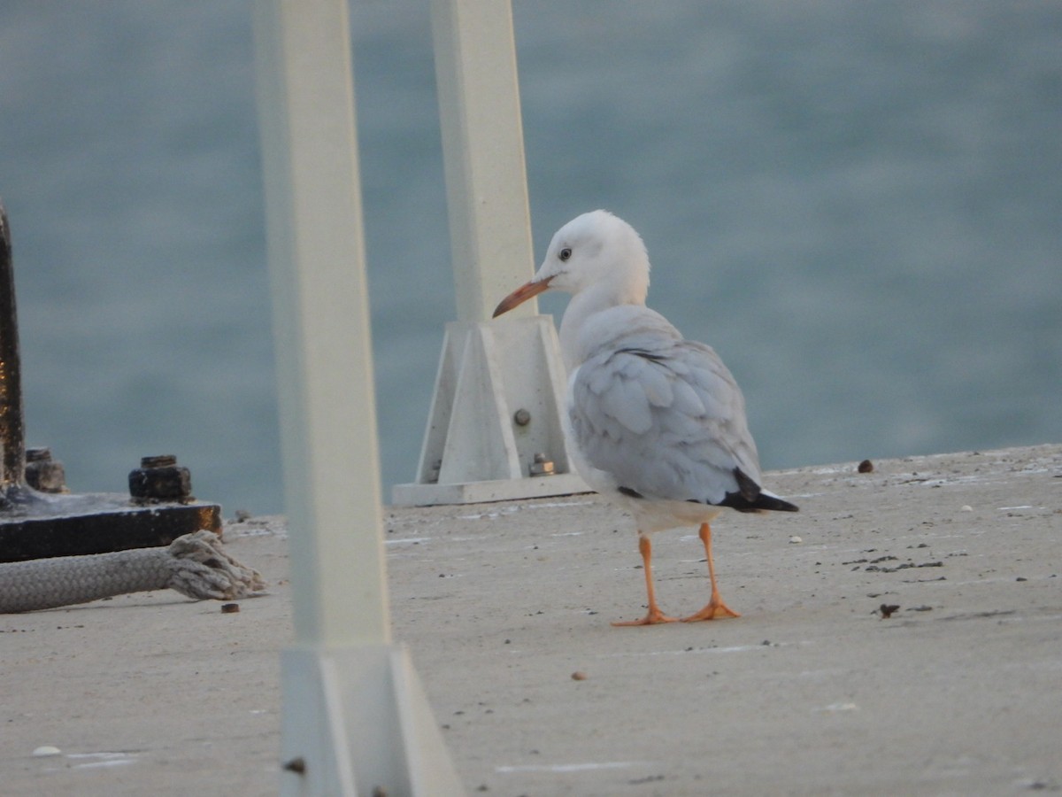 Морской голубок - ML647770874