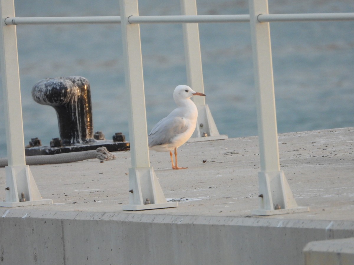 Морской голубок - ML647770875