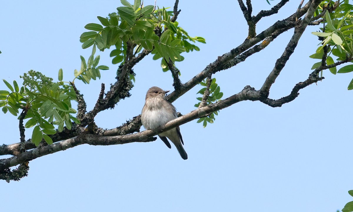 חטפית אפורה (אירופית) - ML647770889