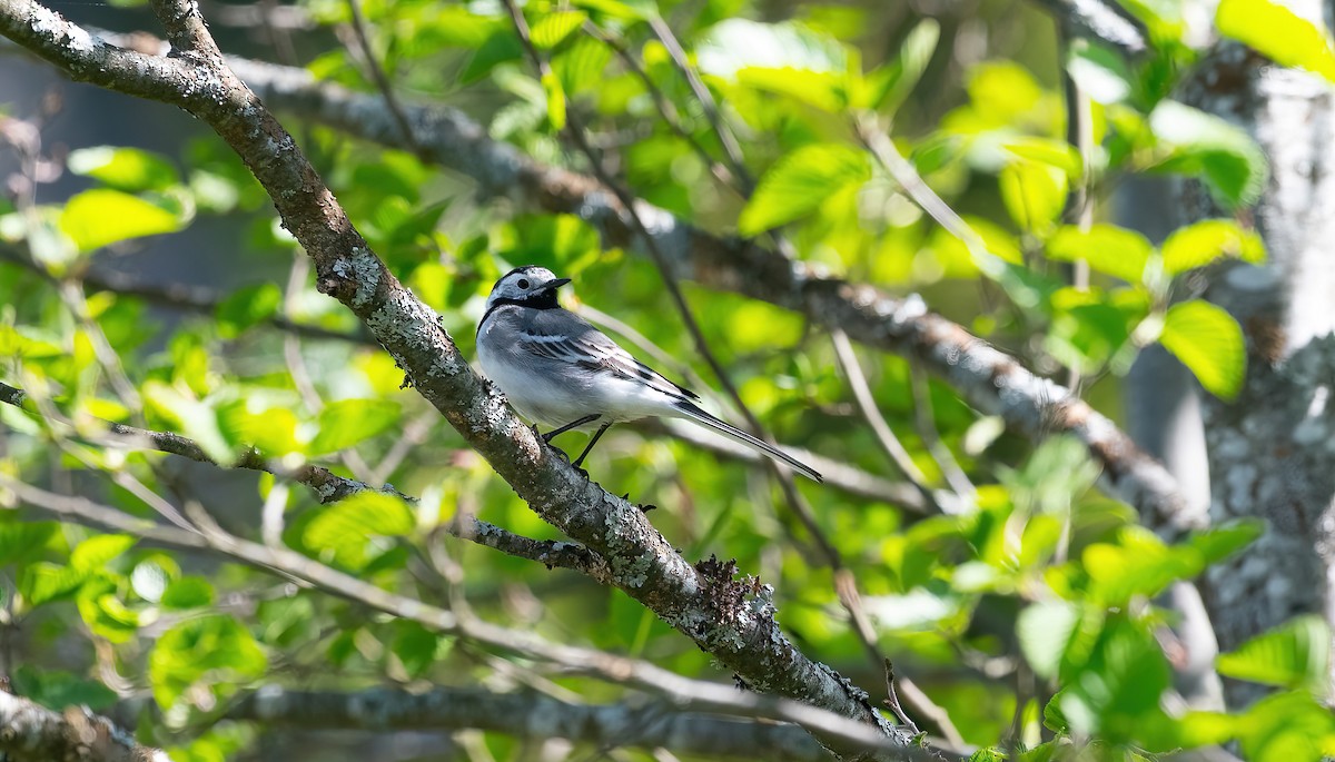 נחליאלי לבן (לבן-פנים) - ML647770898