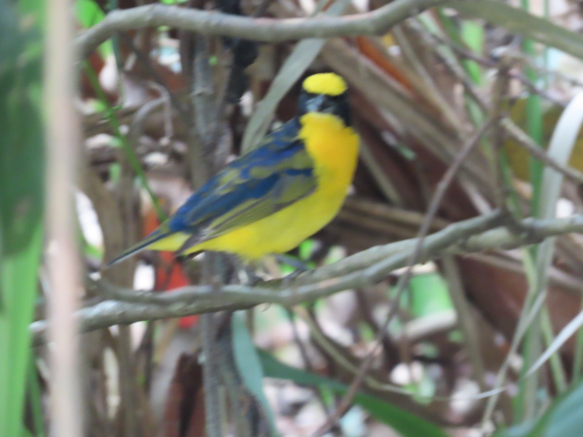 Thick-billed Euphonia - ML647770935