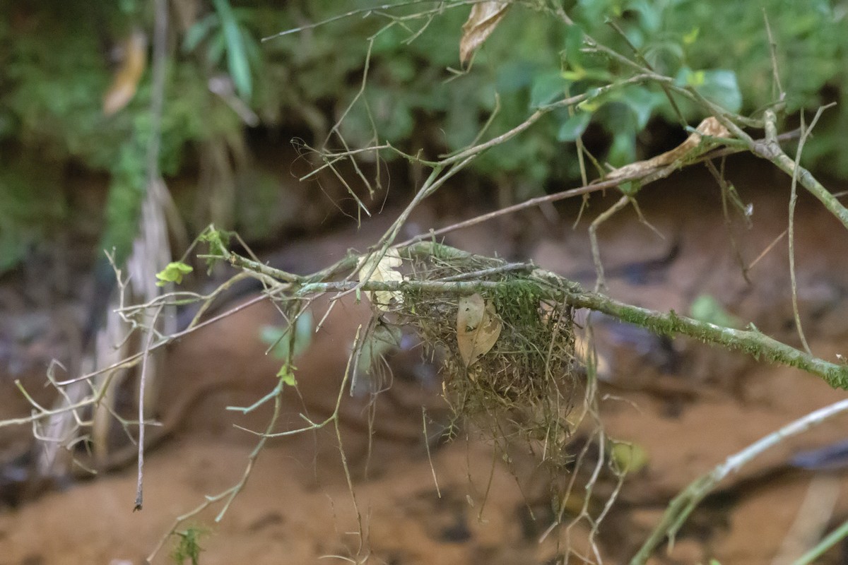 Swallow-tailed Manakin - ML647770954