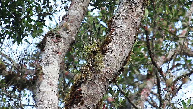 Синеспинный органист - ML647770969