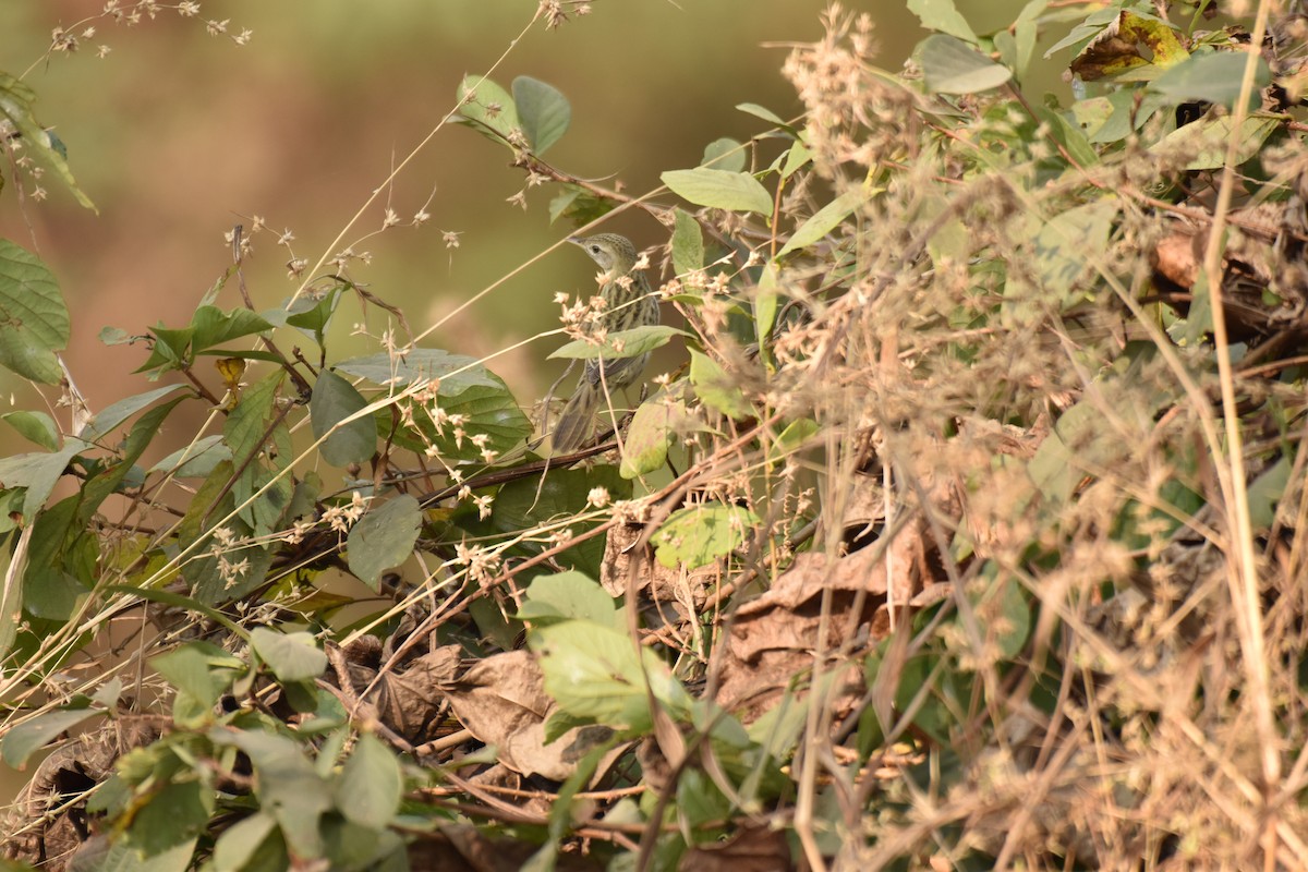 Buscarla Pintoja - ML647771012