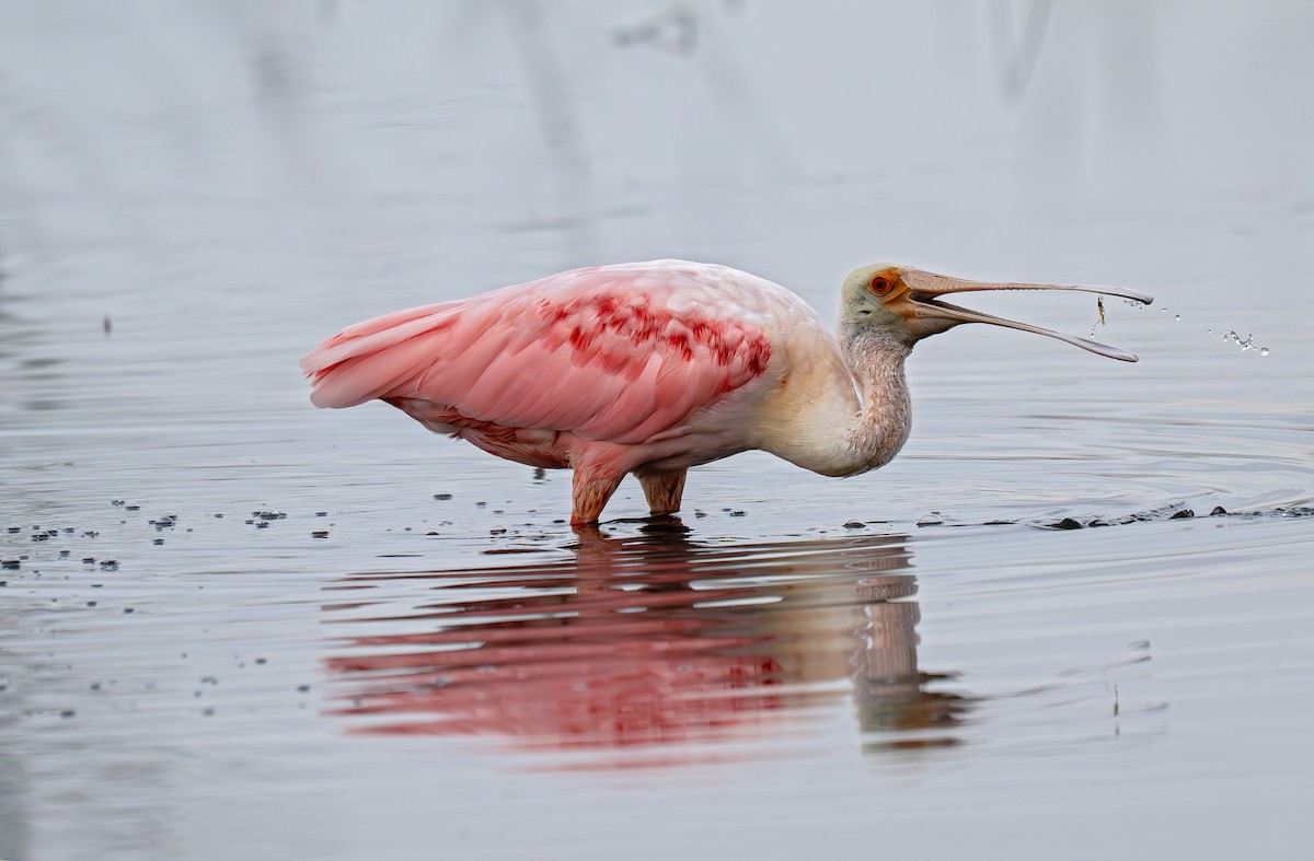 Espátula Rosada - ML647771028