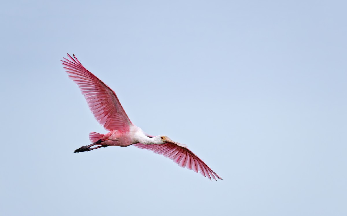 Espátula Rosada - ML647771029