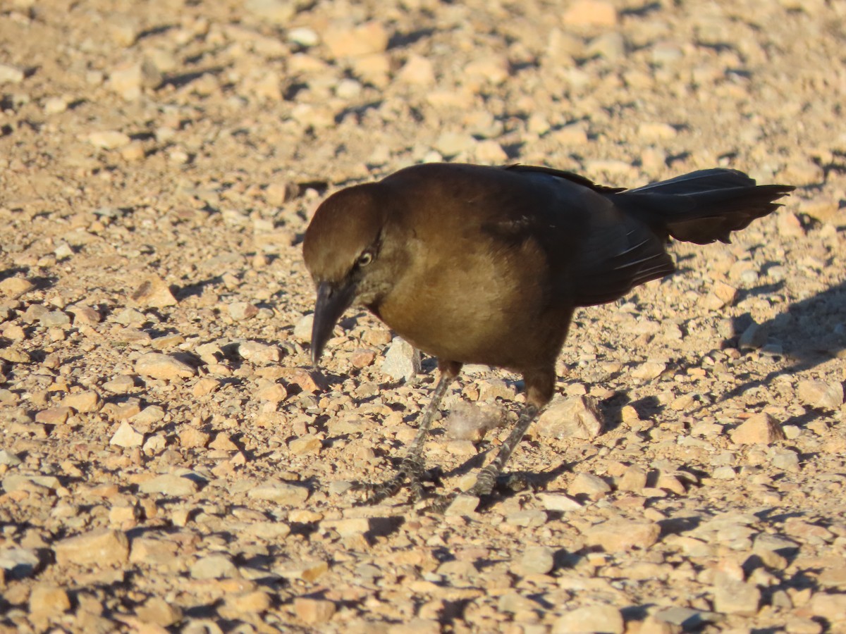 Great-tailed Grackle - ML647771034