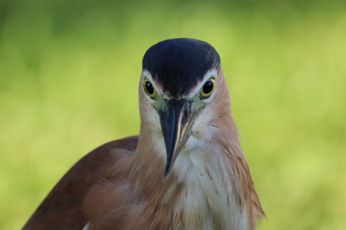 Квак каледонський - ML647771049