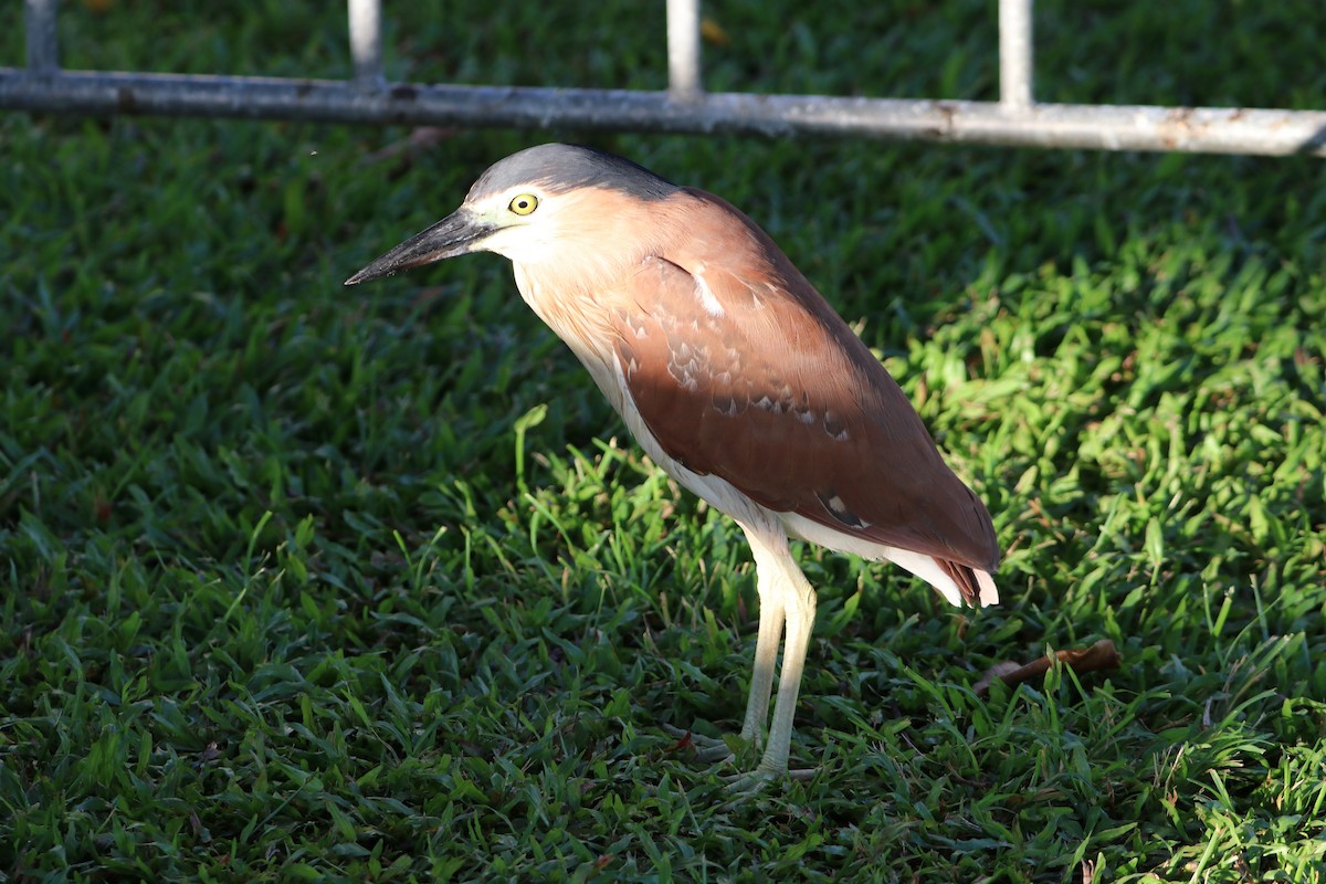 Квак каледонський - ML647771052