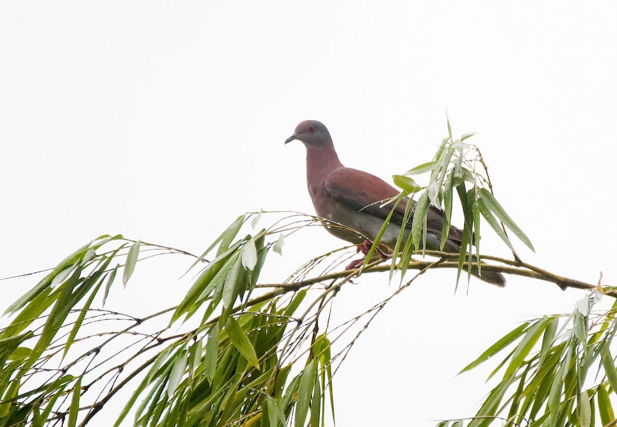 Pale-vented Pigeon - ML647771054