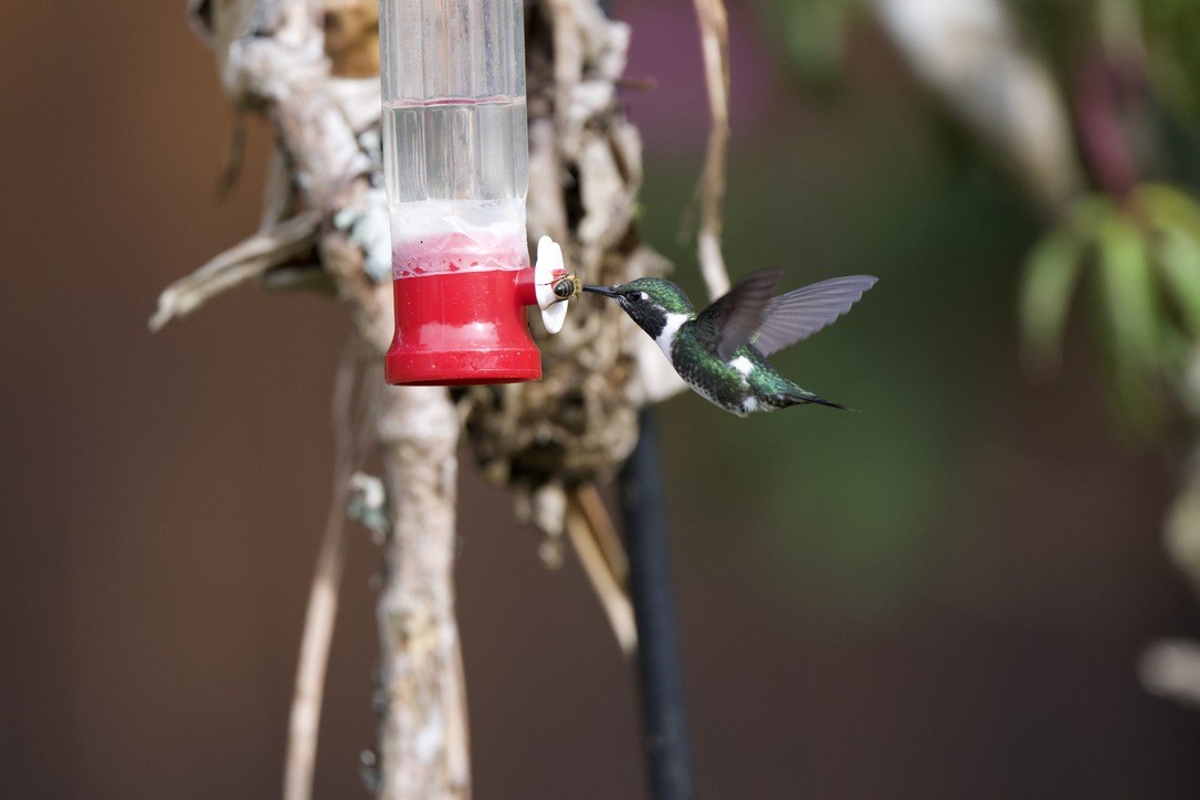 Ak Göbekli Ormanyıldızı - ML647771055