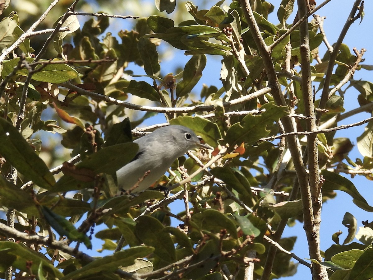 Blue-gray Gnatcatcher - ML647771058