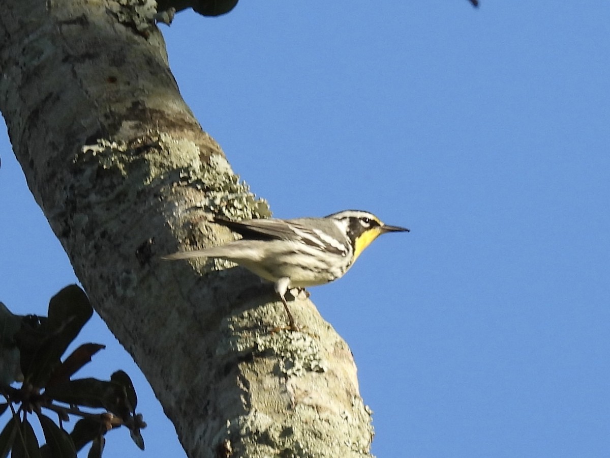 Paruline à gorge jaune - ML647771077