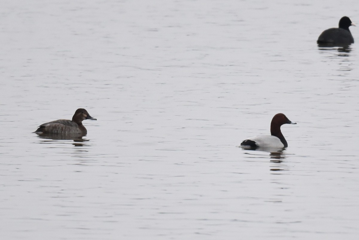 Common Pochard - ML647771079