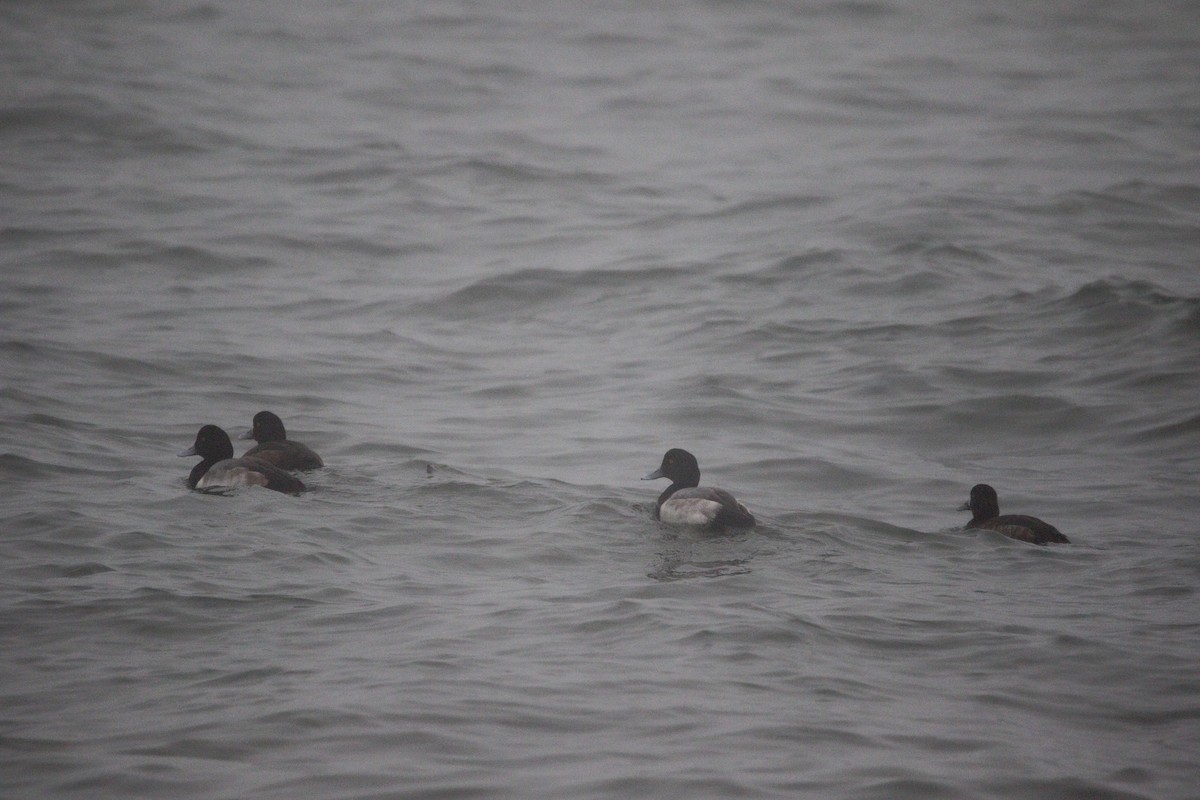 Морская чернеть - ML647771121