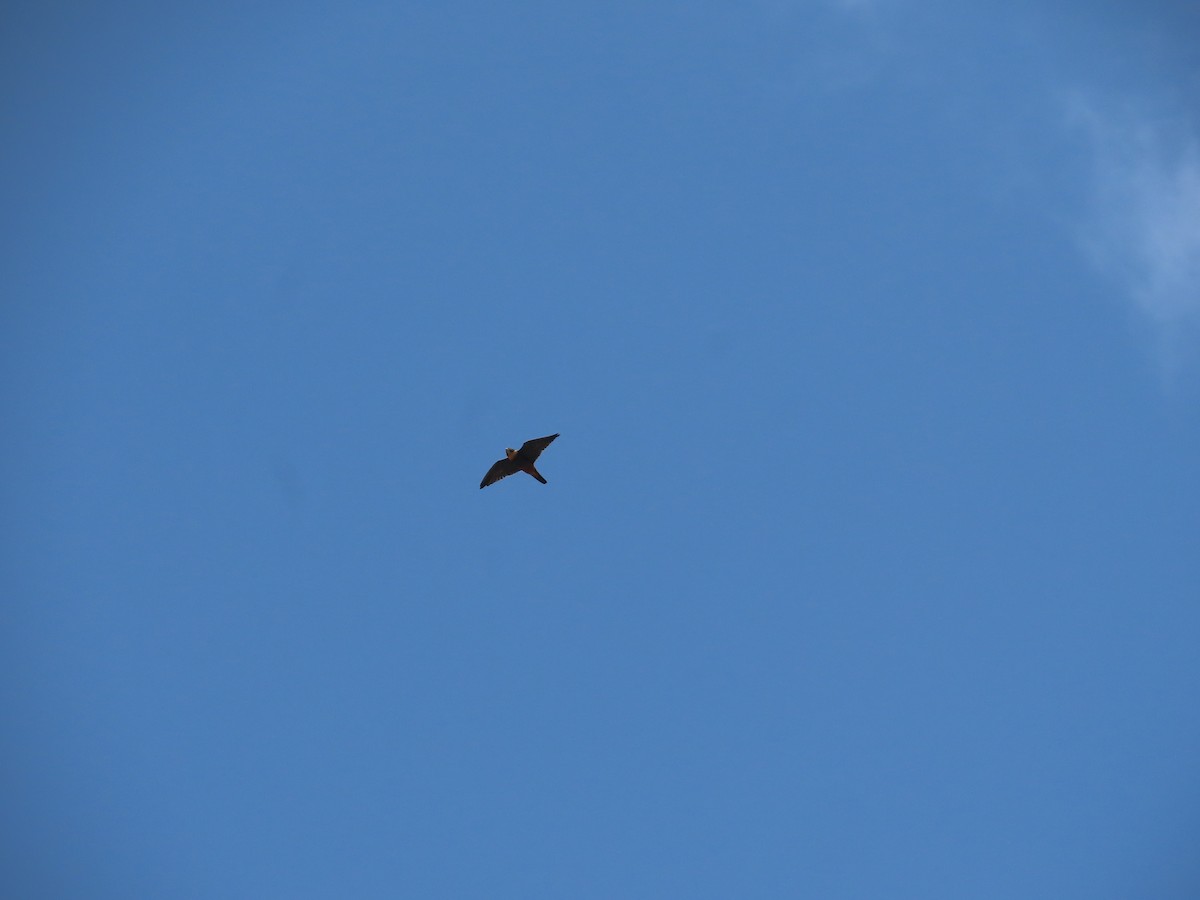 Ошейниковый стриж - ML647771134