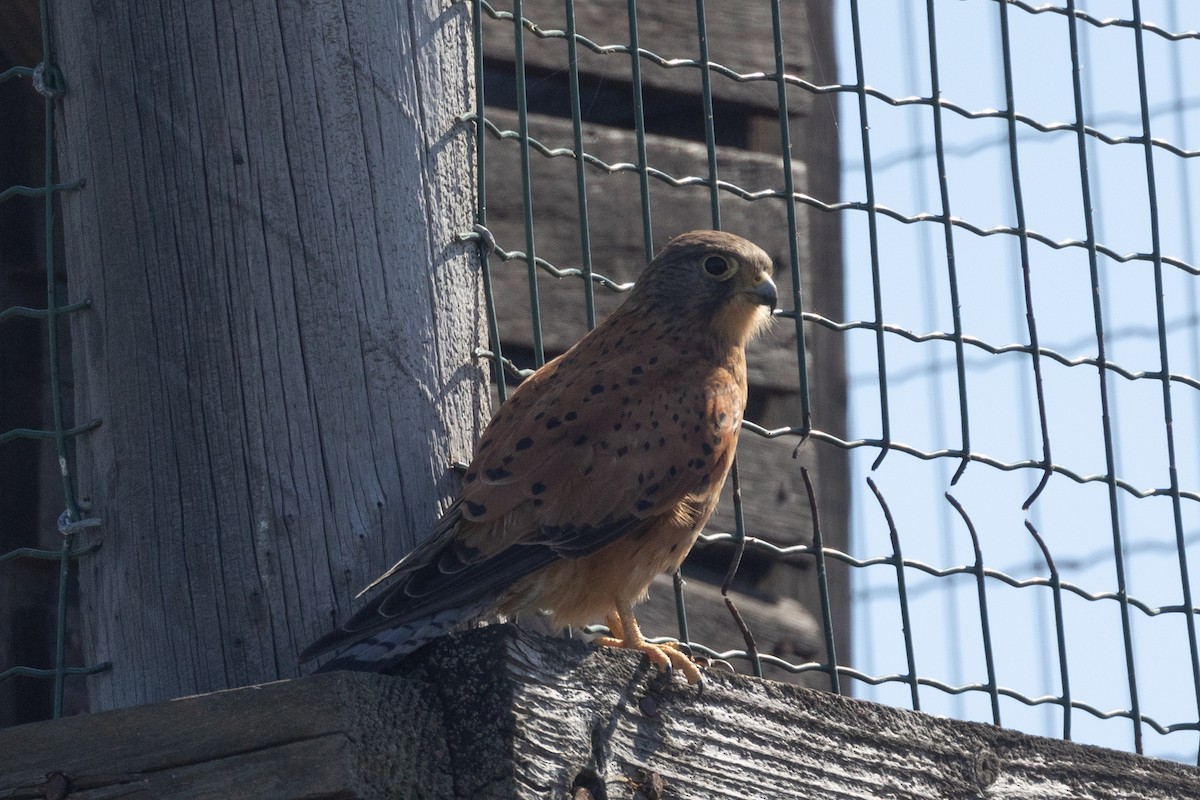 klippefalk - ML647771176