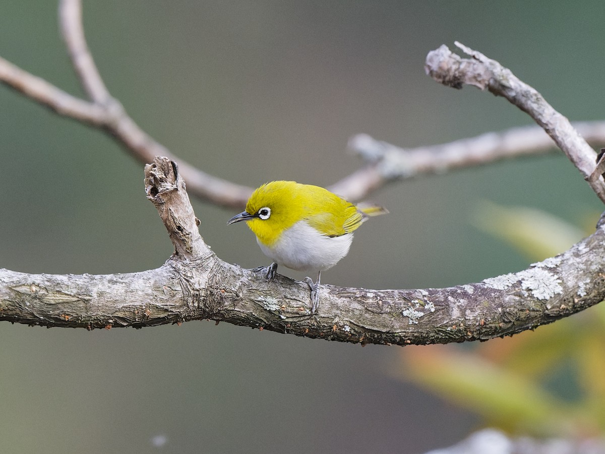 Indian White-eye - ML647771199