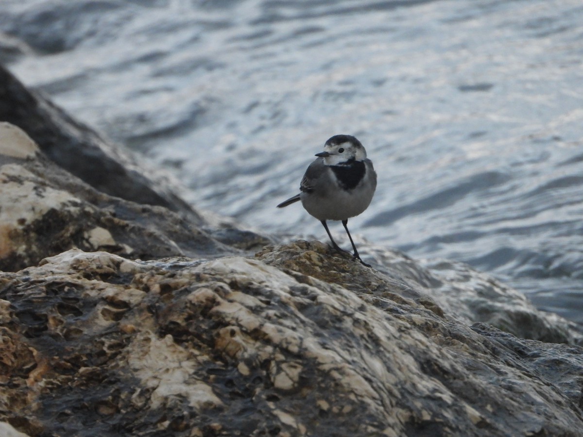 Lavandera Blanca - ML647771211