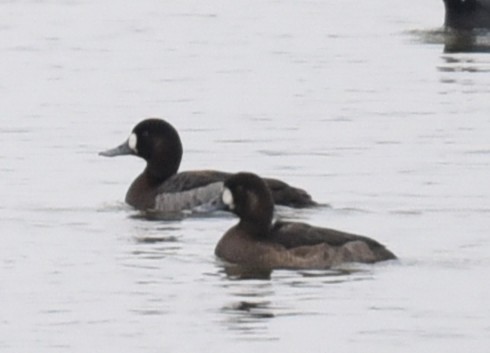 Морская чернеть - ML647771259