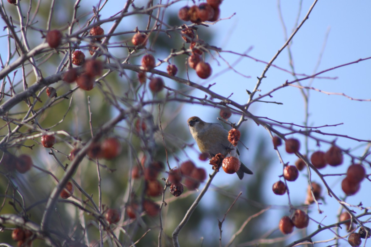 Pinu-gailupa - ML647771260