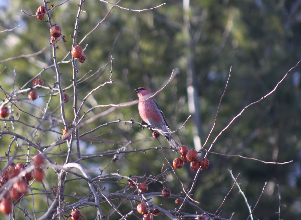 Pinu-gailupa - ML647771268