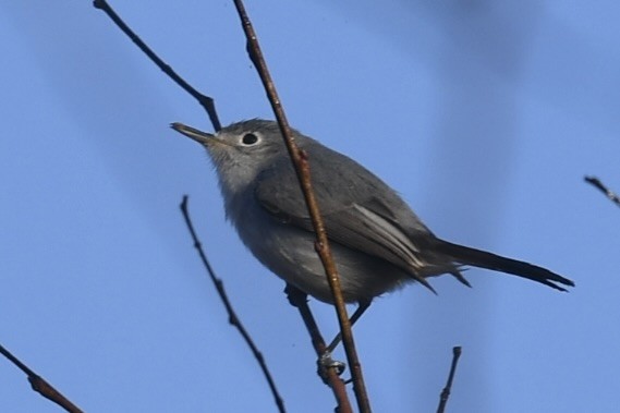 Blue-gray Gnatcatcher - ML647771269