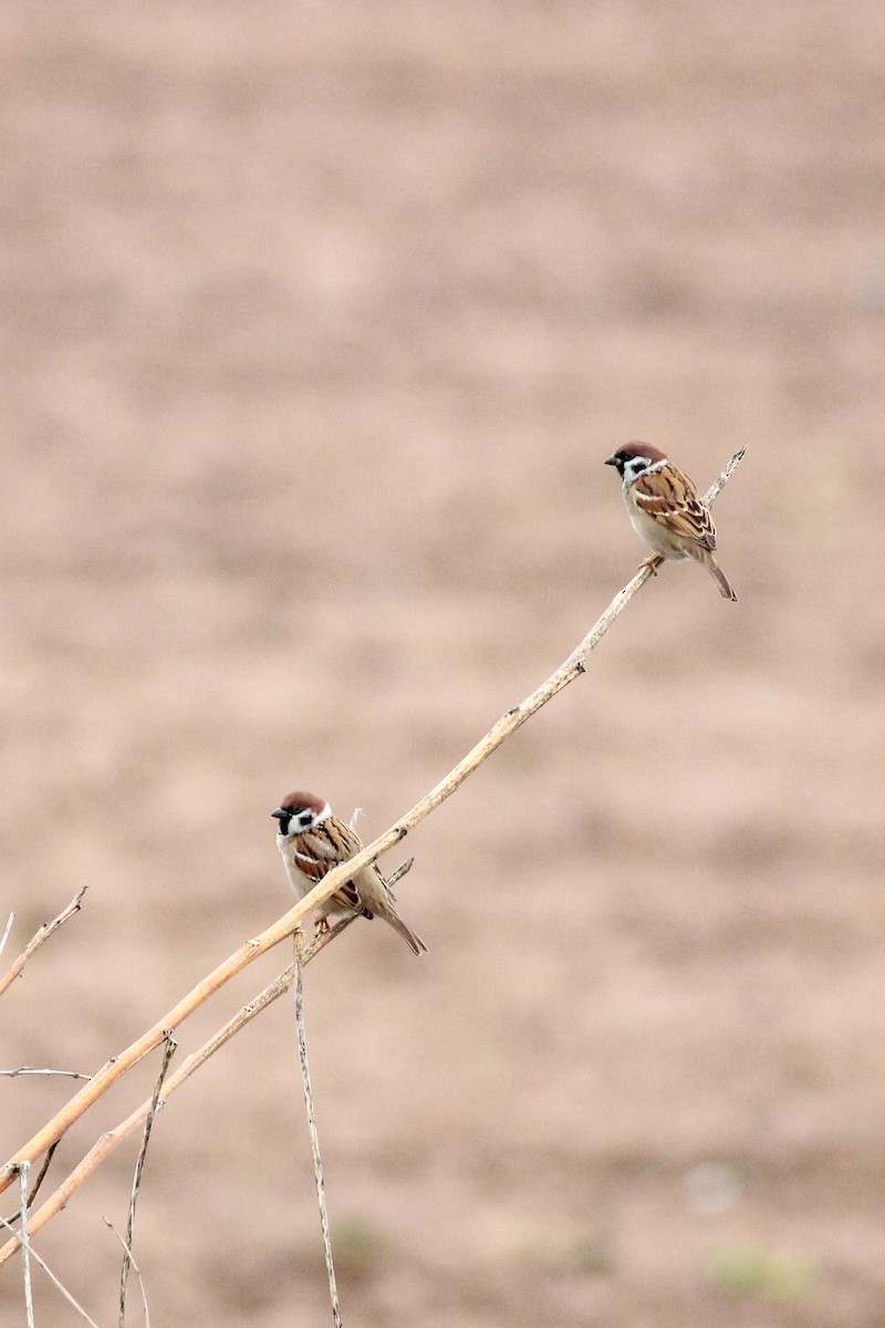 Gorrión Molinero - ML647771270