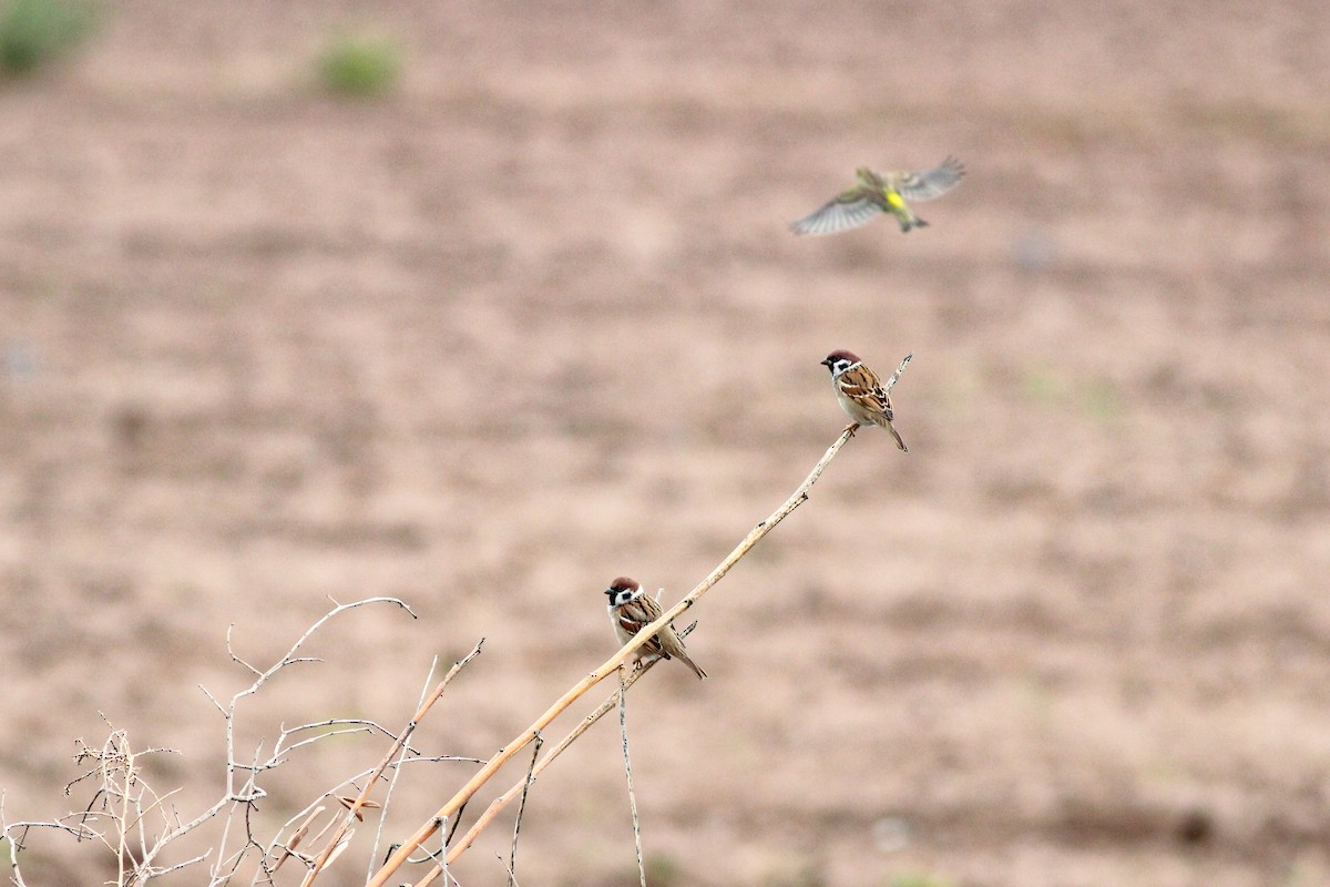 Gorrión Molinero - ML647771293