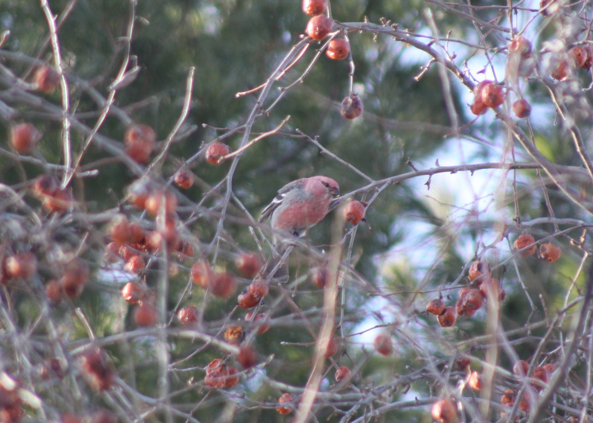 Pinu-gailupa - ML647771310