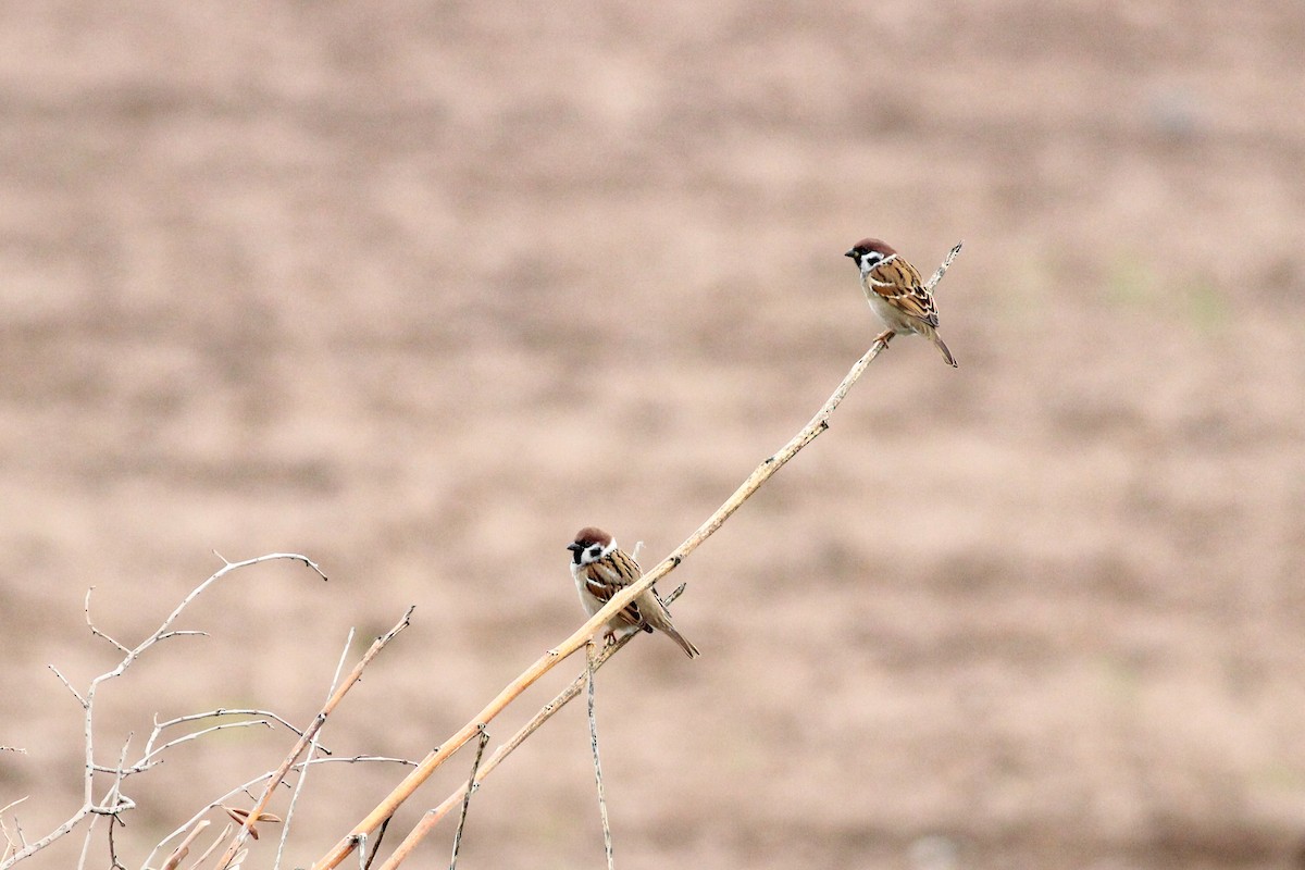 Gorrión Molinero - ML647771321