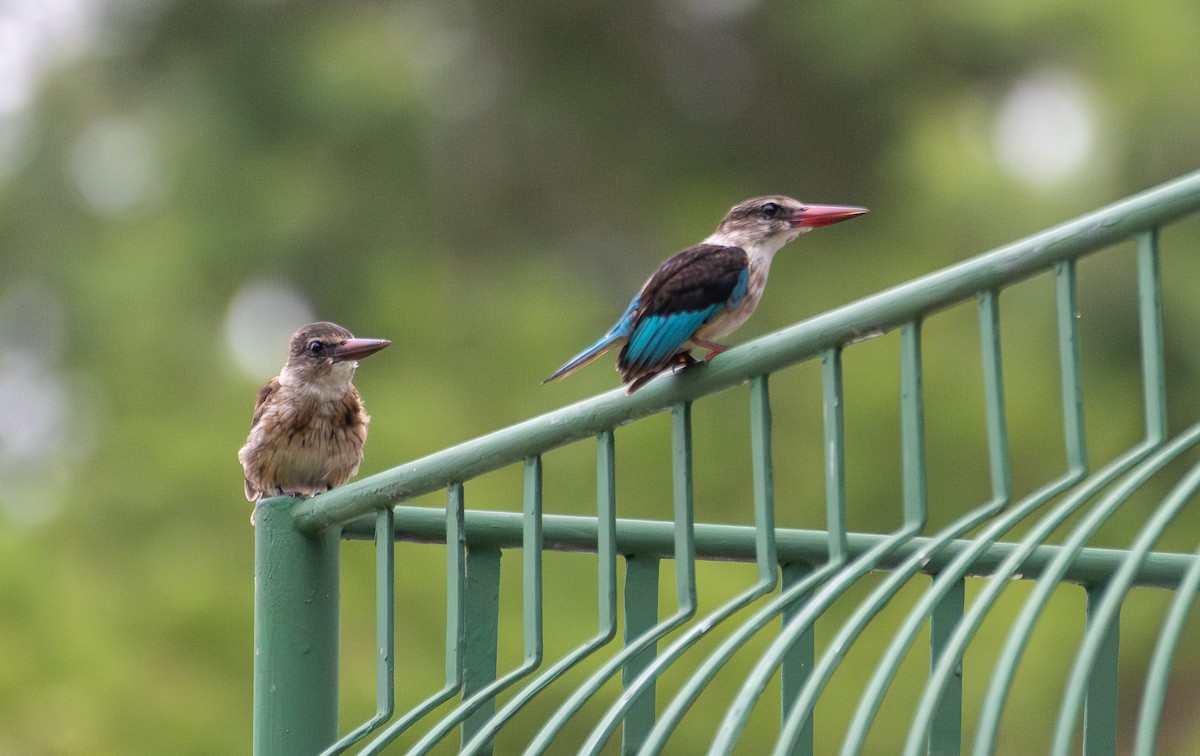 Kahverengi Kafalı Yalıçapkını - ML647771333