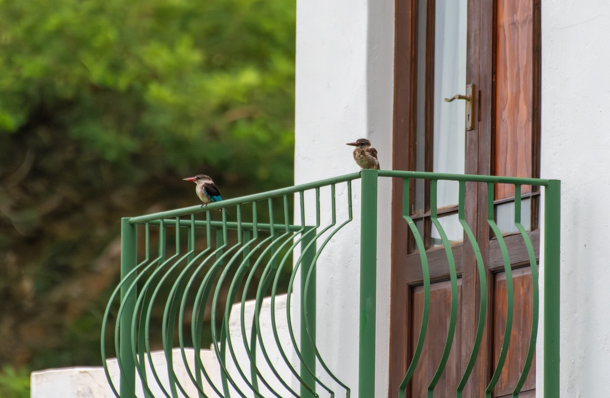 Kahverengi Kafalı Yalıçapkını - ML647771334