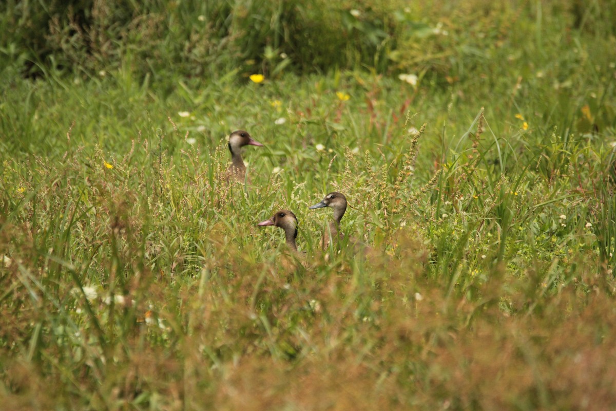 Brazilian Teal - ML647771336