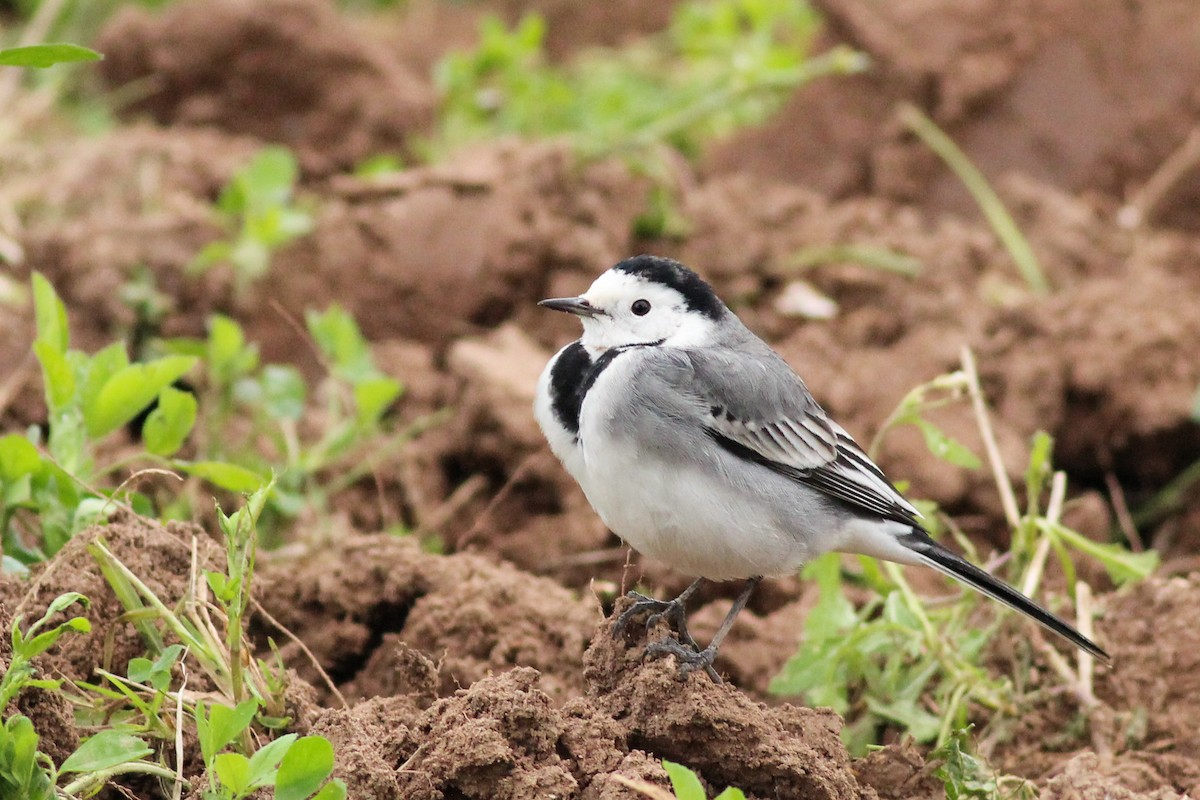 Lavandera Blanca - ML647771339