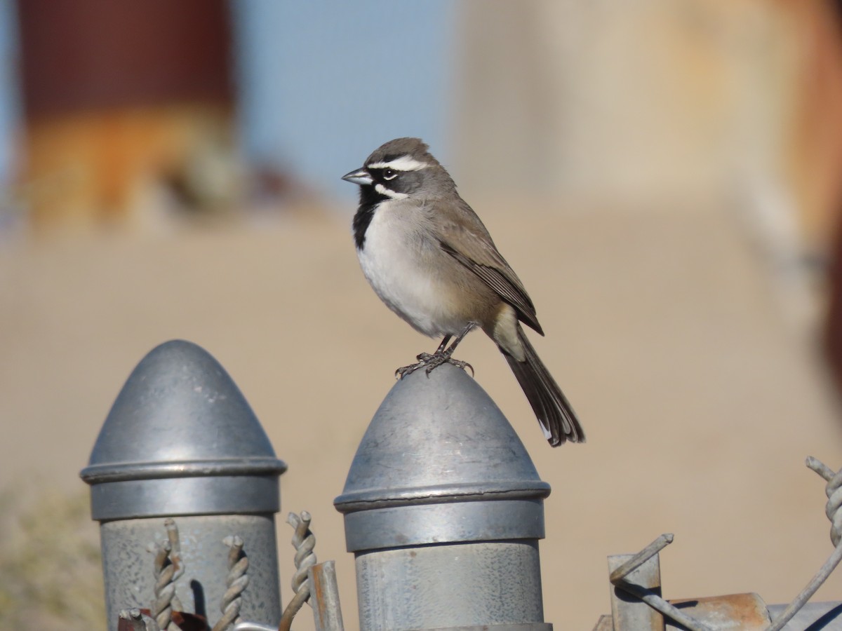 ノドグロヒメドリ - ML647771347