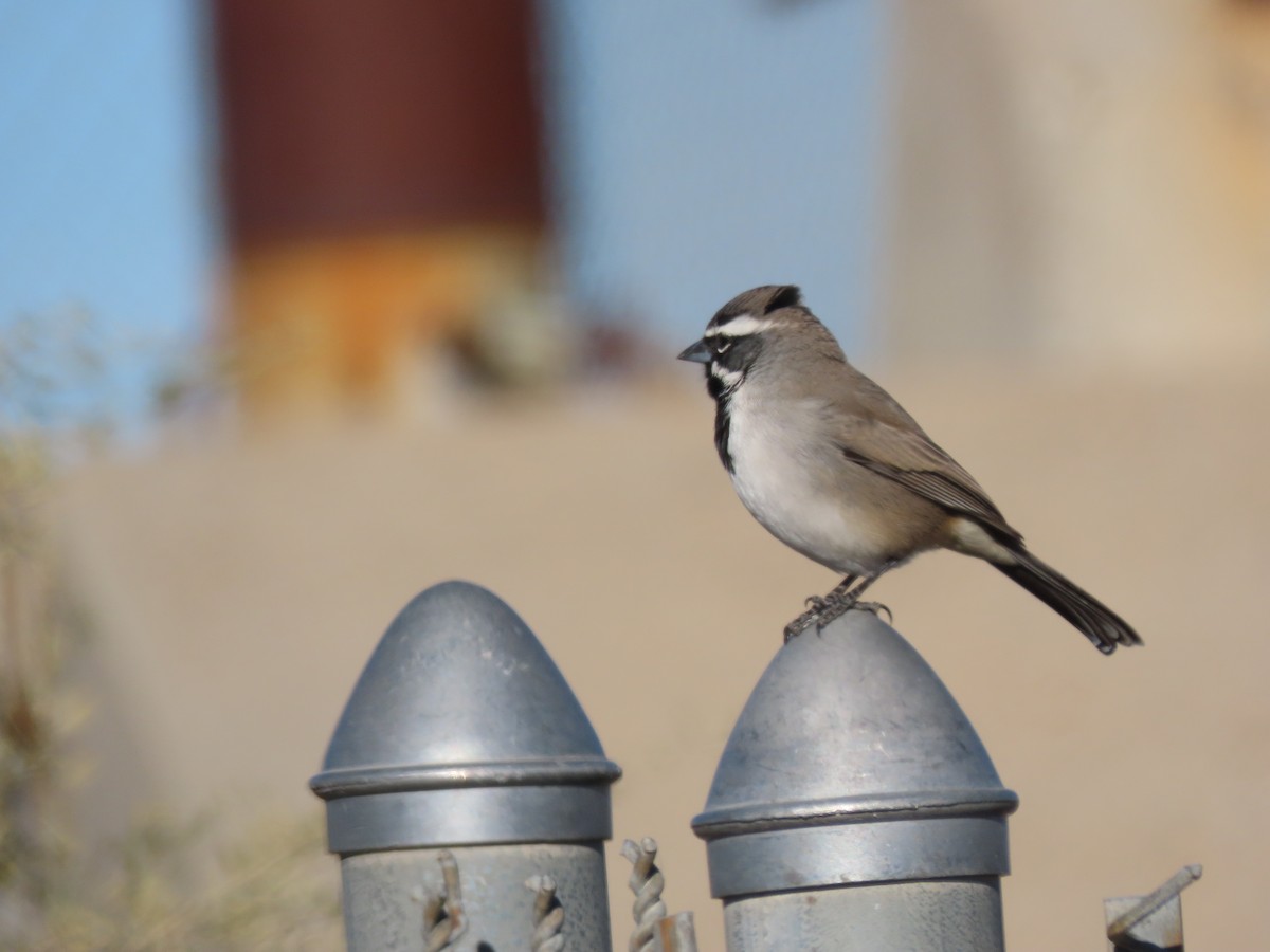 ノドグロヒメドリ - ML647771356