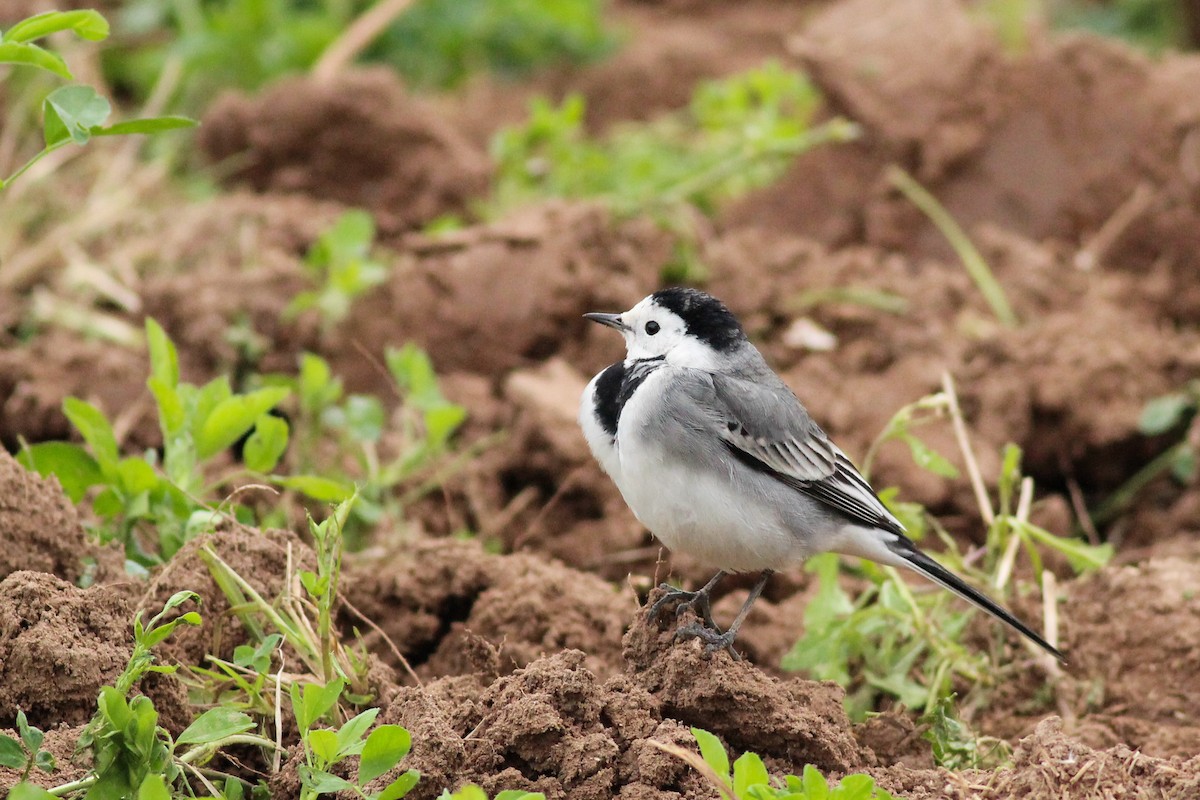 Lavandera Blanca - ML647771359