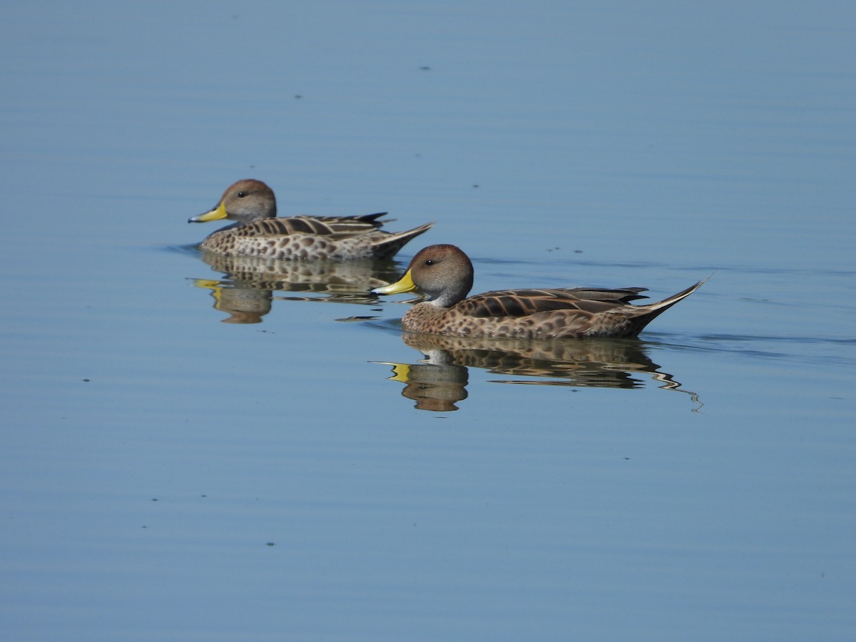 Yellow-billed Pintail - ML647771363