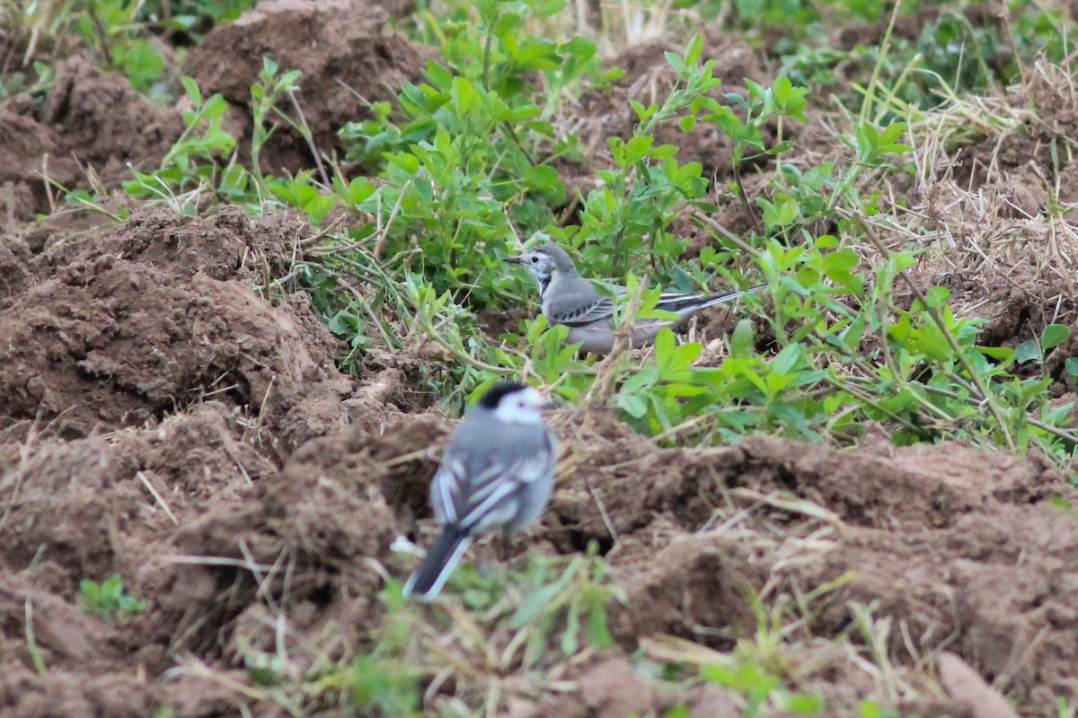 Lavandera Blanca - ML647771372