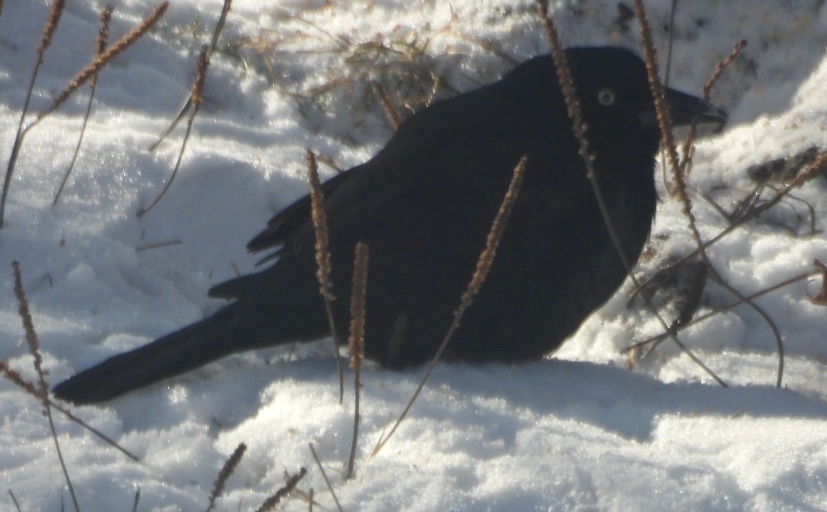 Common Grackle - ML647771394