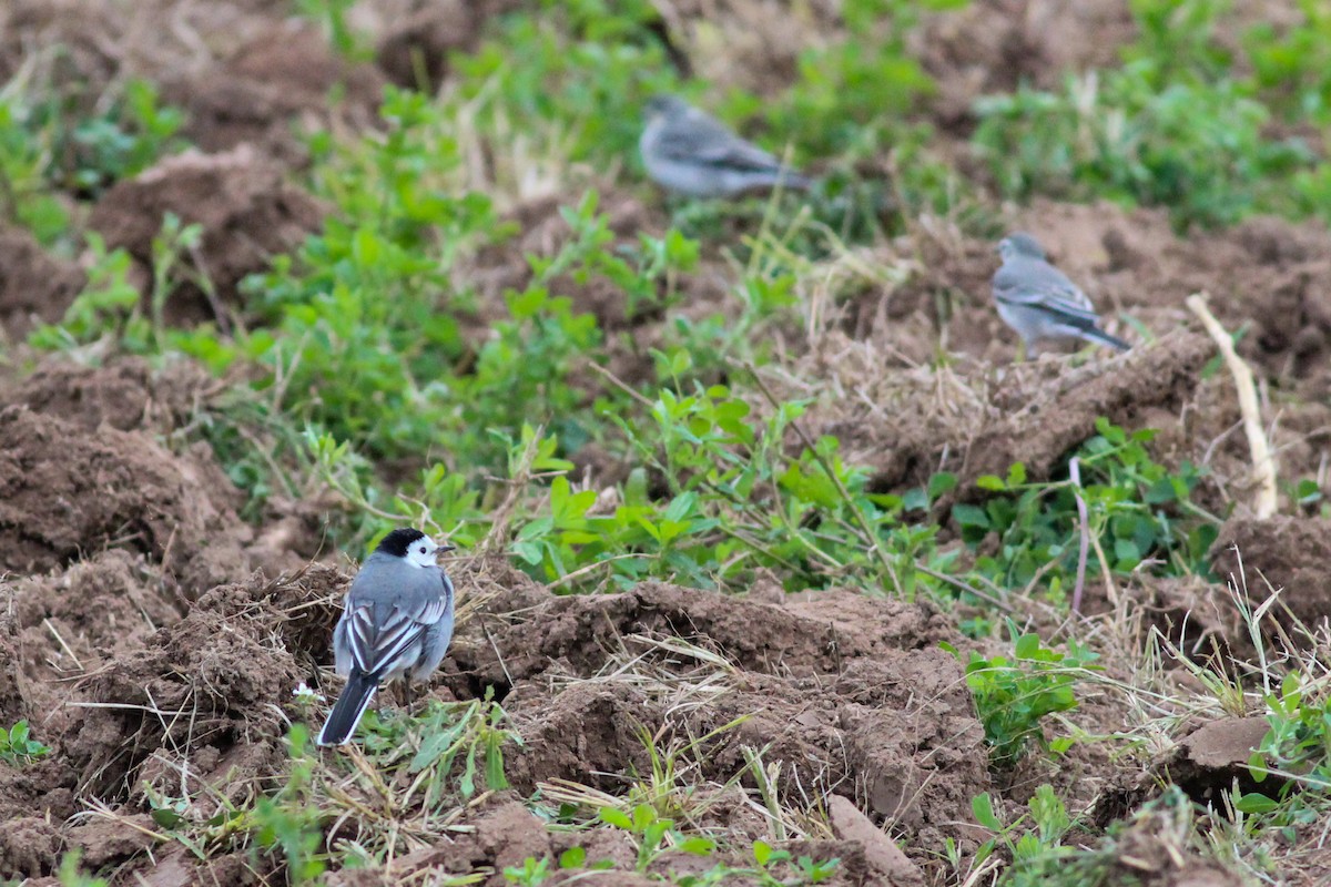 Lavandera Blanca - ML647771395