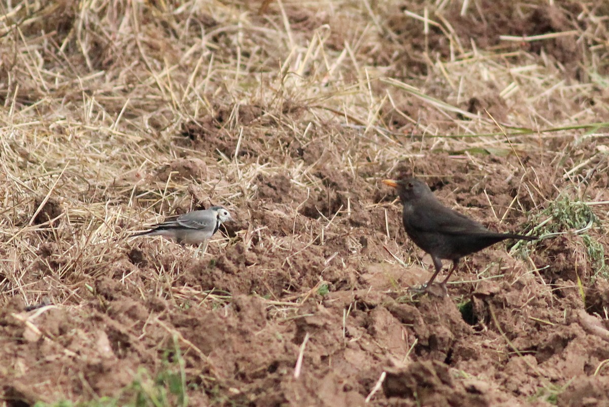 Lavandera Blanca - ML647771405