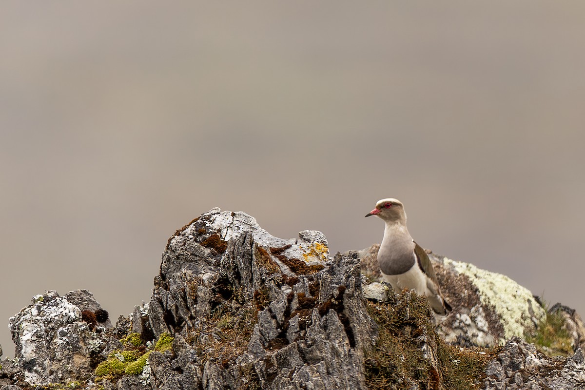 Andenkiebitz - ML647771407