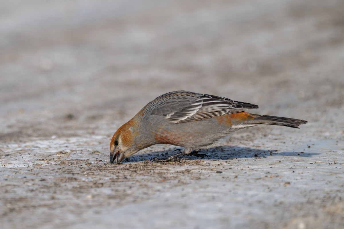 Pinu-gailupa - ML647771408