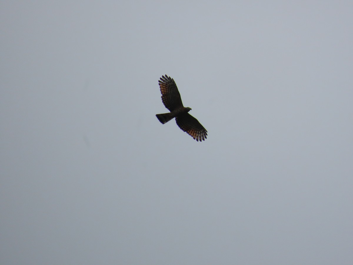 Hook-billed Kite - ML647771412
