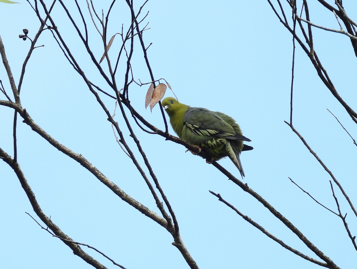 Madagascar Green-Pigeon - ML647771414