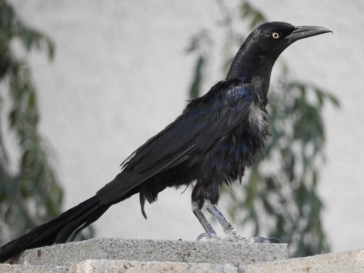 Great-tailed Grackle - ML647771429