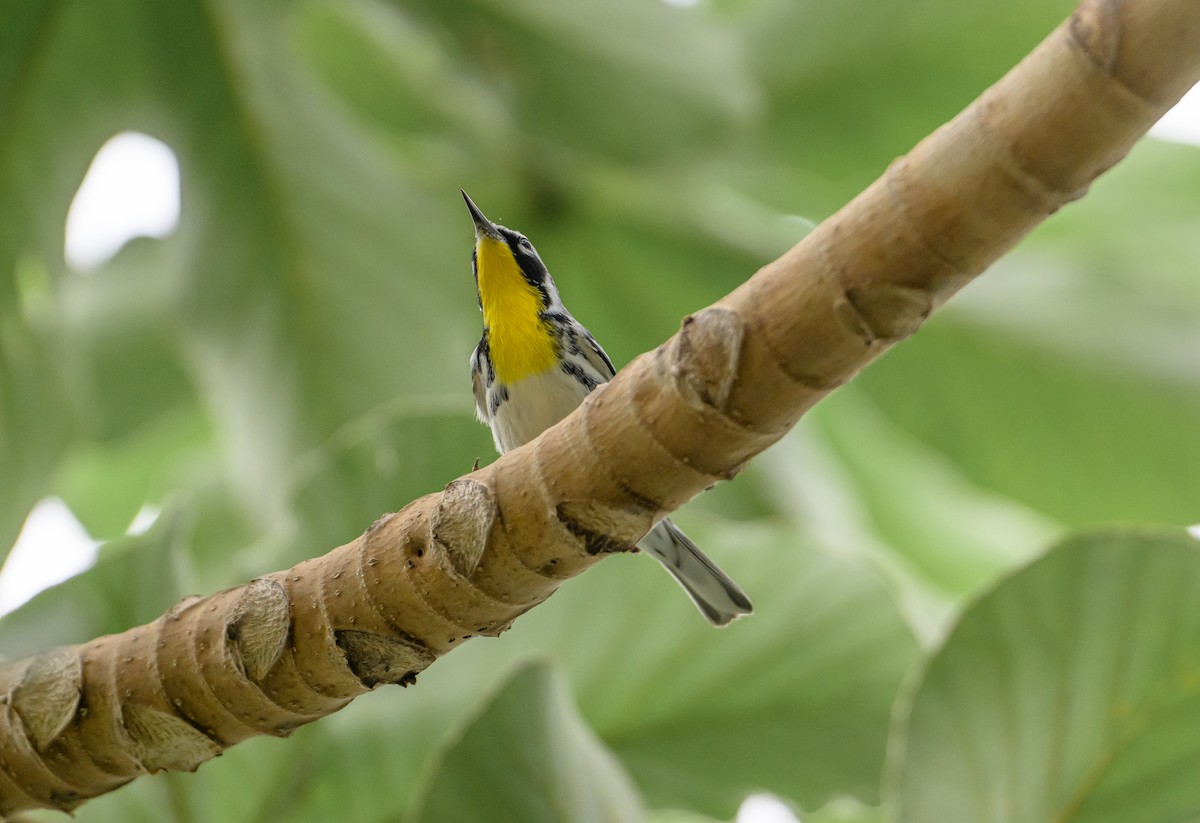 Paruline à gorge jaune - ML647771440