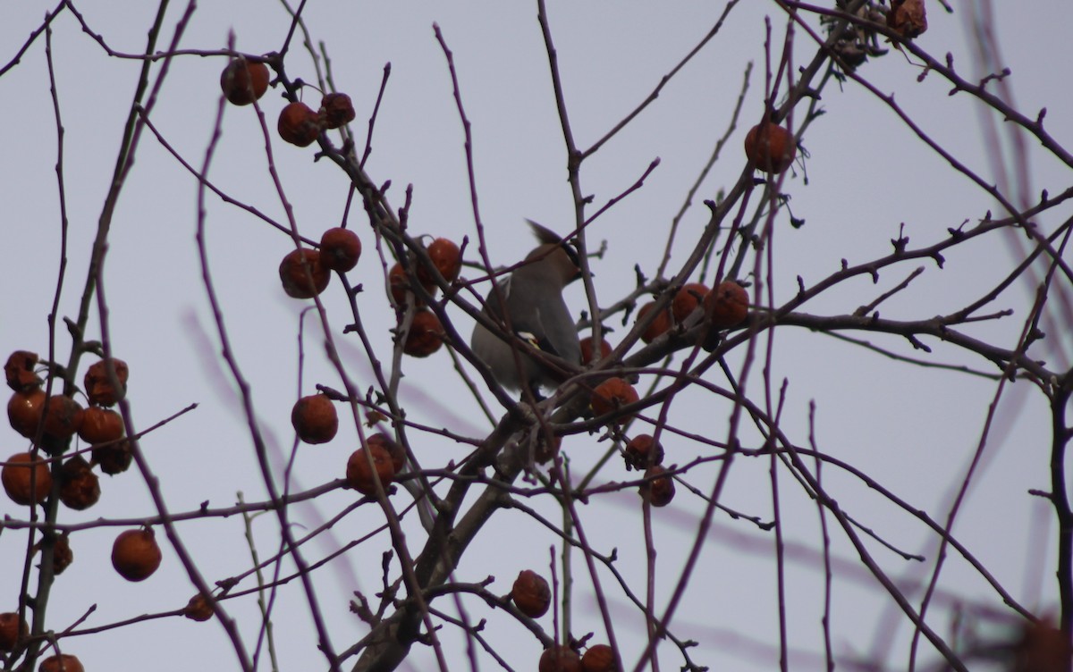 Ampelis Europeo - ML647771446